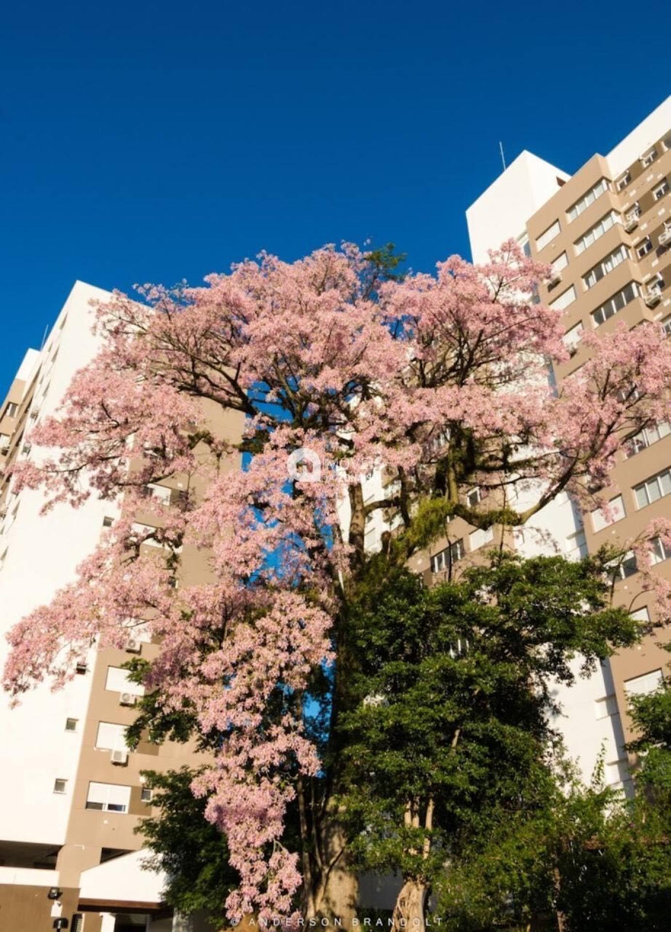 Apartamento para Vender com 1 vaga de garagem com 3 quartos 2 banheiros 1 suíte no bairro Teresópolis em Porto Alegre/RS