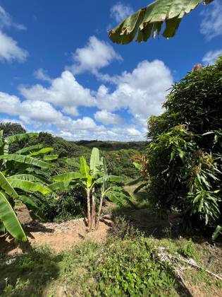Granja Para Vender com 3.7ha toda beneficiada e estruturada