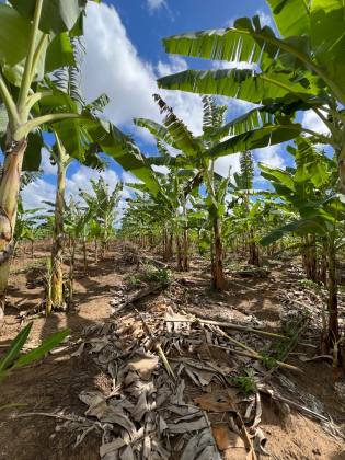 Granja Para Vender com 3.7ha toda beneficiada e estruturada