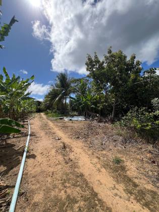 Granja Para Vender com 3.7ha toda beneficiada e estruturada