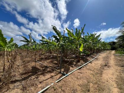 Granja Para Vender com 3.7ha toda beneficiada e estruturada