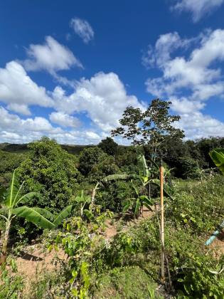 Granja Para Vender com 3.7ha toda beneficiada e estruturada
