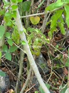 Sítio para Vender em Lagoa Seca - PB