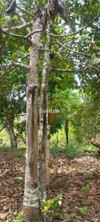 Sítio para Vender em Massaranduba - PB