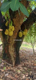 Sítio para Vender em Massaranduba - PB