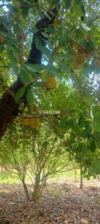 Sítio para Vender em Massaranduba - PB