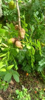 Sítio para Vender em Massaranduba - PB
