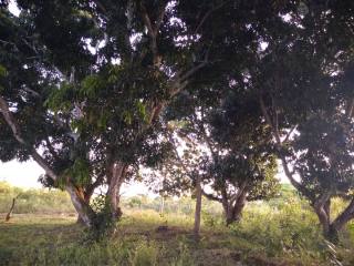 Fazenda Para Vender na Rodovia de Siriri
