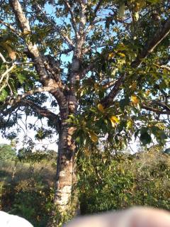 Fazenda Para Vender na Rodovia de Siriri