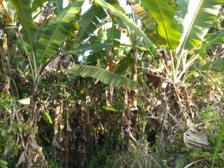 Fazenda Para Vender na Rodovia de Siriri