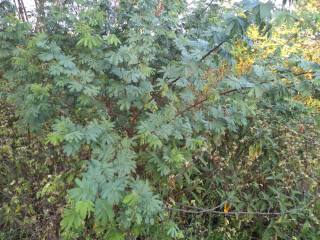 Fazenda Para Vender na Rodovia de Siriri