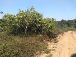 Fazenda Para Vender na Rodovia de Siriri