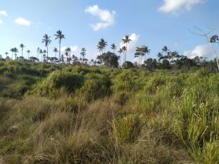Fazenda Para Vender na Rodovia de Siriri