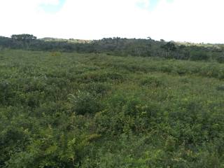 Fazenda Para Vender na Rodovia de Siriri