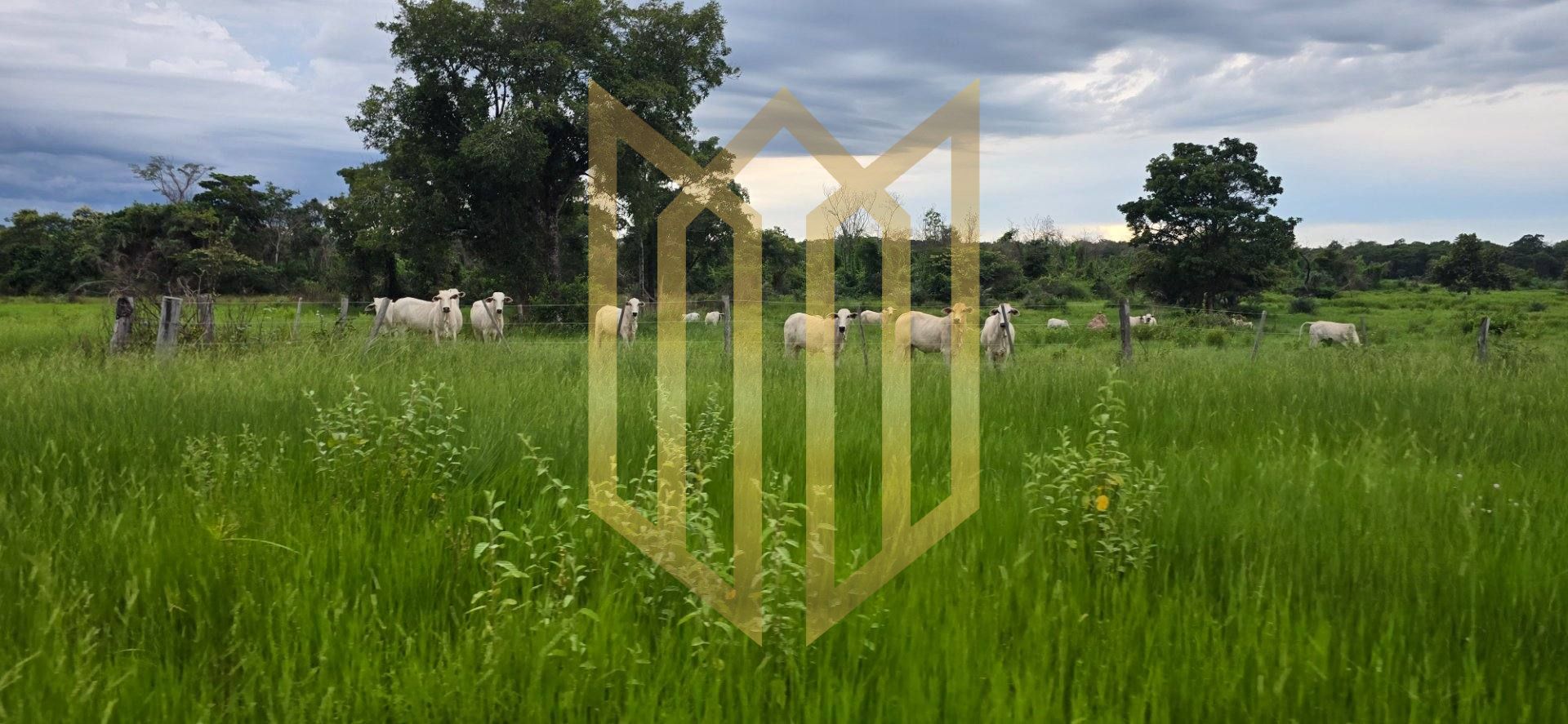 Linda Fazenda a venda na baixada Cuiabana