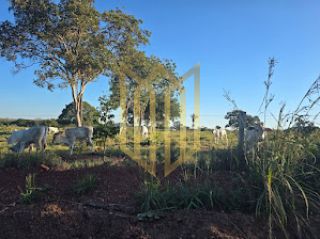 Fazenda 205ha a venda Baixada Cuiabana