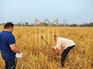 Fazenda 205ha a venda Baixada Cuiabana