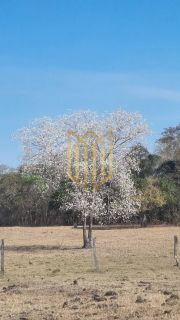 Fazenda 205ha a venda Baixada Cuiabana