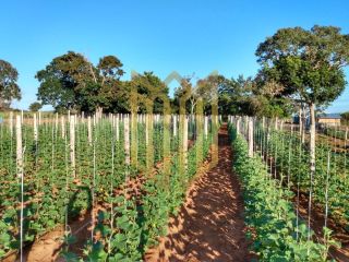 Sitio a venda 100% produtiva 8 hectares - Chapada dos Guimaraes MT