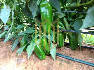 Sitio a venda 100% produtiva 8 hectares - Chapada dos Guimaraes MT