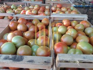 Sitio a venda 100% produtiva 8 hectares - Chapada dos Guimaraes MT