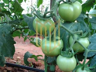 Sitio a venda 100% produtiva 8 hectares - Chapada dos Guimaraes MT