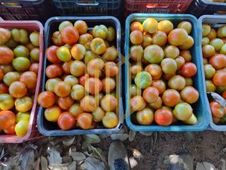 Sitio a venda 100% produtiva 8 hectares - Chapada dos Guimaraes MT
