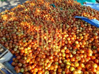 Sitio a venda 100% produtiva 8 hectares - Chapada dos Guimaraes MT