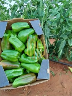 Sitio a venda 100% produtiva 8 hectares - Chapada dos Guimaraes MT