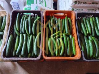 Sitio a venda 100% produtiva 8 hectares - Chapada dos Guimaraes MT