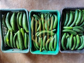 Sitio a venda 100% produtiva 8 hectares - Chapada dos Guimaraes MT