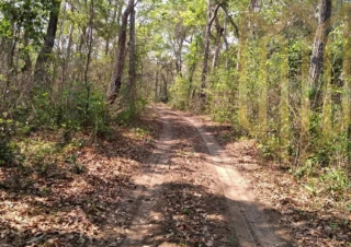 Fazenda 1093 ha Mimoso MT