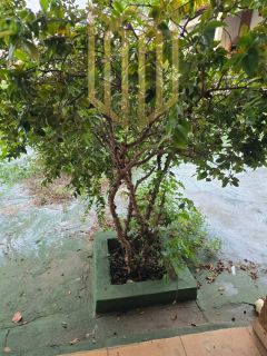 Sobrado para Locação – Morada do Ouro