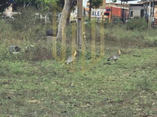 Aluga-se Chácara 20.000 m² – Distrito de Cuiabá/MT – Atrás da Volvo Caminhões