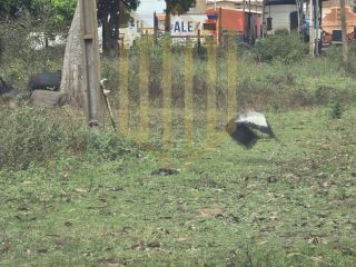 Aluga-se Chácara 20.000 m² – Distrito de Cuiabá/MT – Atrás da Volvo Caminhões
