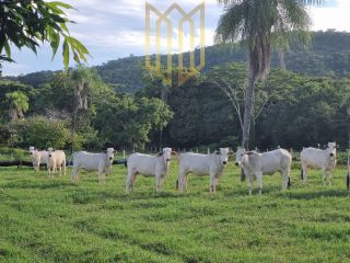 Fazenda Baixada Cuiabana 50km