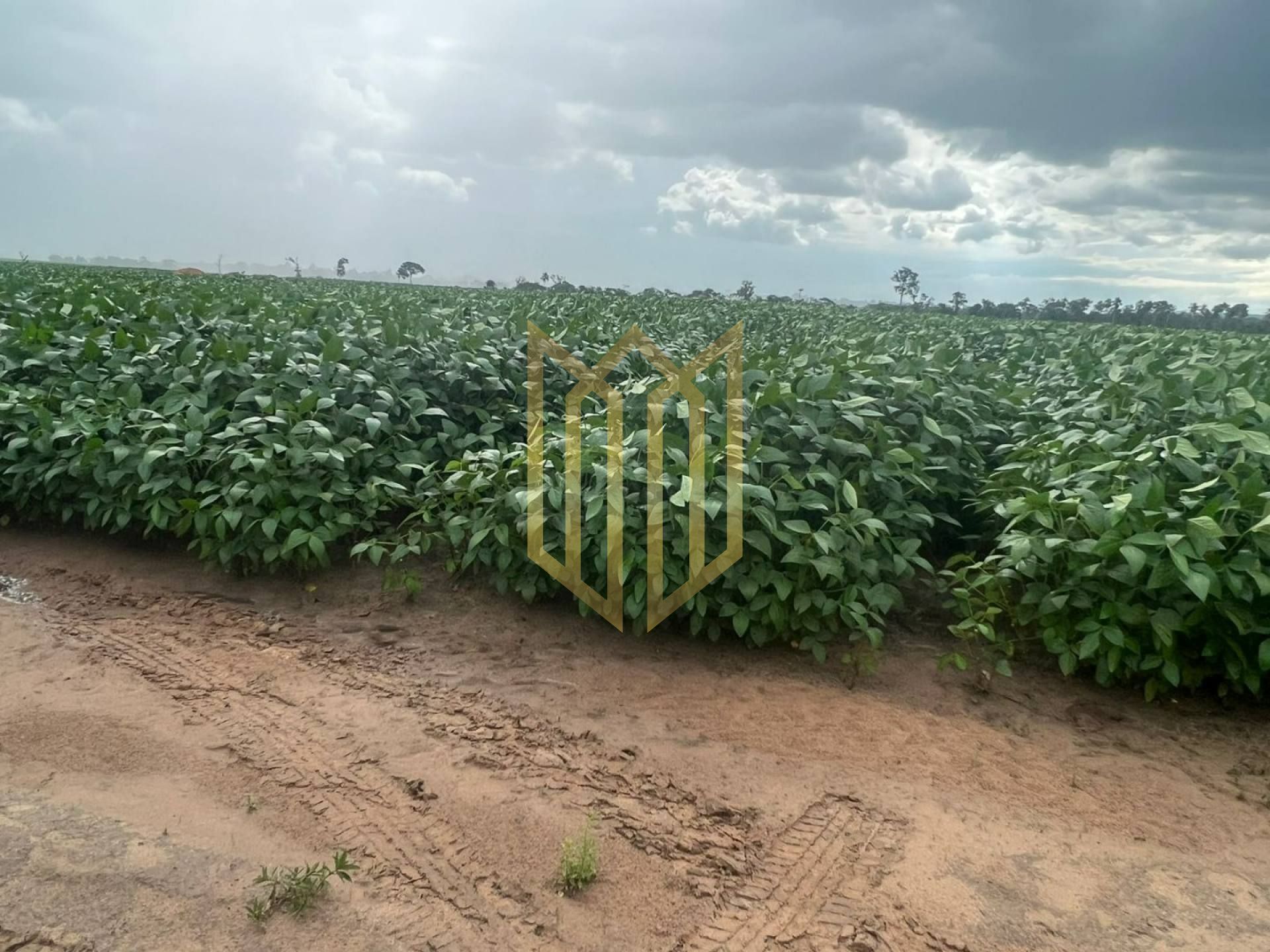 Excelente Fazenda MT a venda