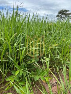 Fazenda  Paranatinga MT para venda