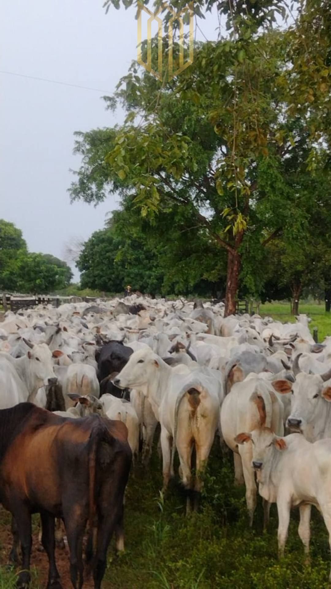 Fazenda  com 275 Alqueires para venda