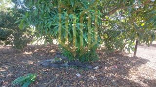 Chácara 1ha a venda em Rosário Oeste
