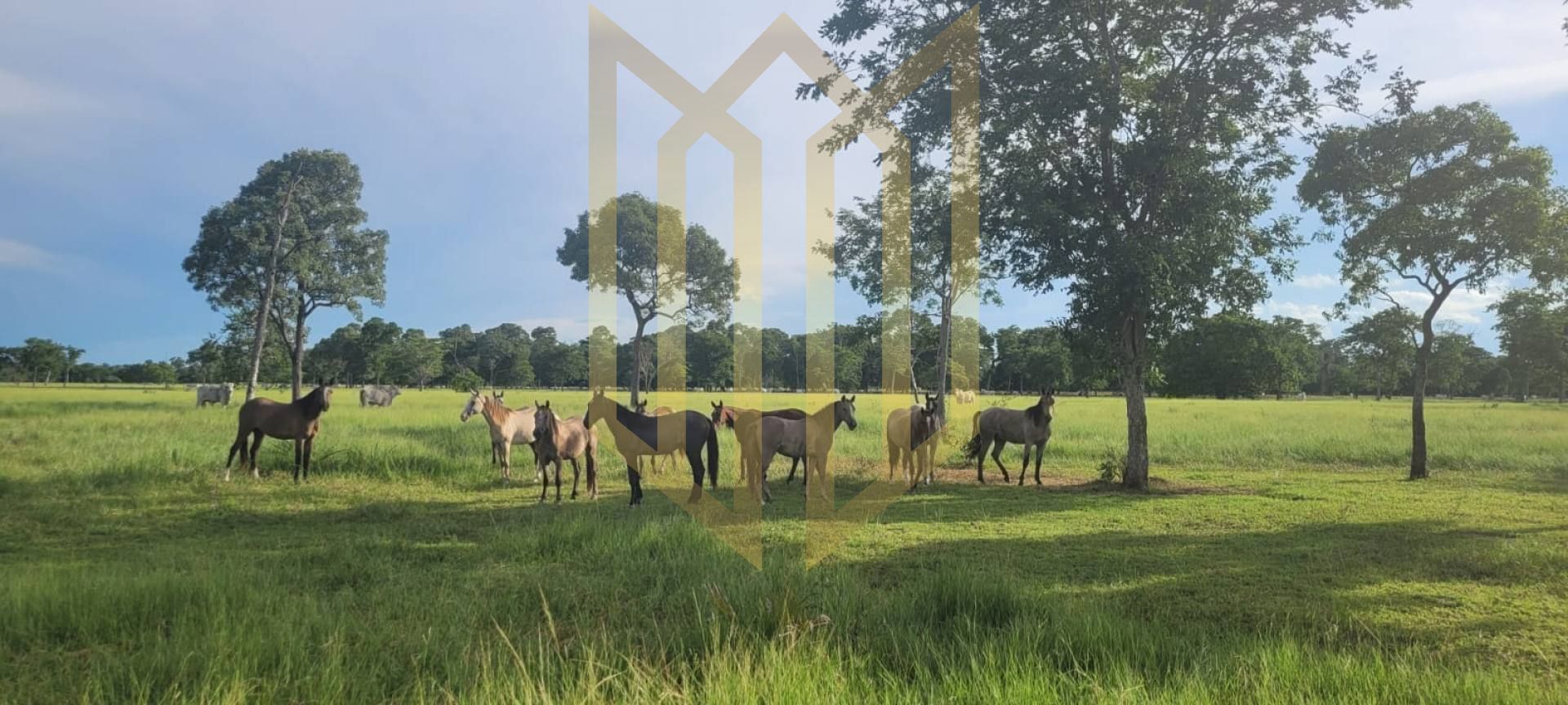 Fazenda 5.000 Ha à venda - Cáceres MT