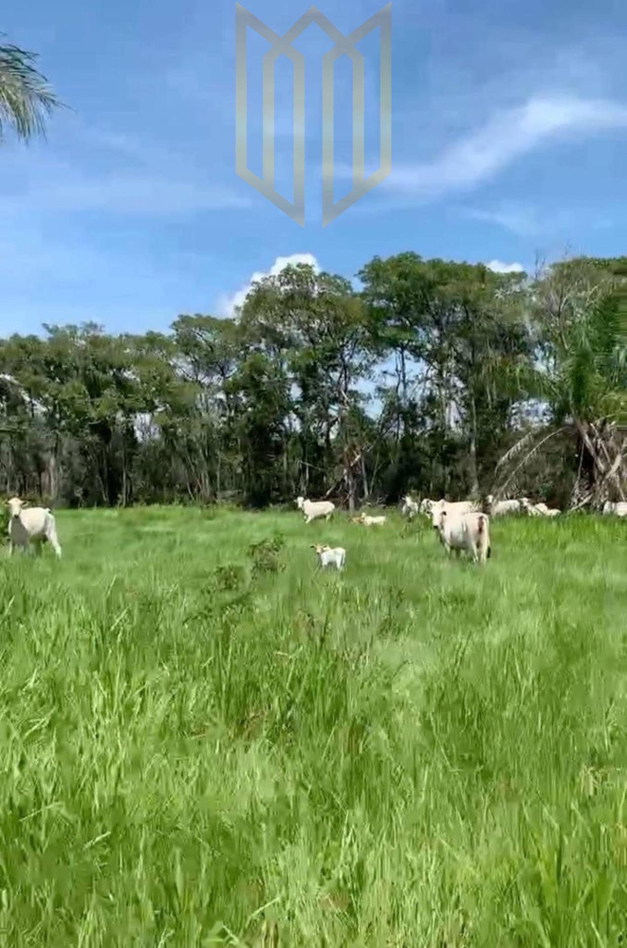 Fazenda 700 hectares à venda Porteira Fechada - Cuiabá MT