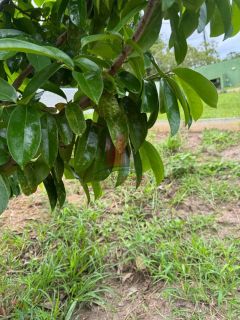 Lote com Edícula em Condomínio Fechado em Aldeia