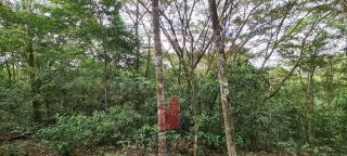 Aldeia - Chácara em Aldeia com 3 Hectares 2 Casas
