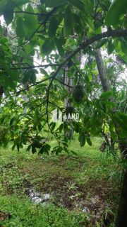 Sítio Estrada das Sete Ladeiras - Taboca - Teresina - PI
