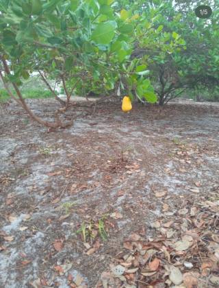 Lote à Venda no Loteamento Angelim – 1.500 m²
