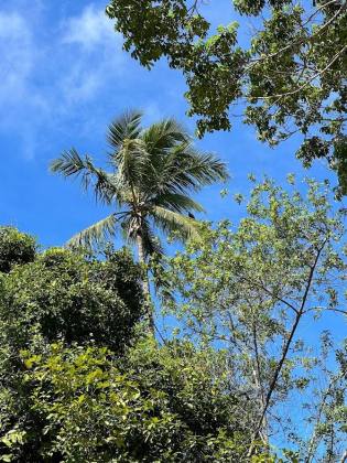 Terreno a venda no Condomínio Praia do Castelo em Praia do Forte Bahia