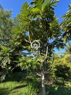 Sitio a venda em Monte Gordo Guarajuba Bahia