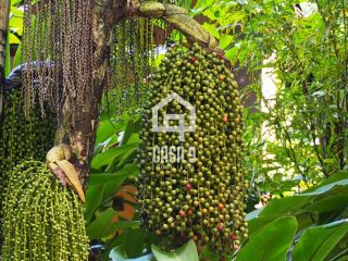 Pousada a venda no Diogo, litoral norte de Mata de São Joao
