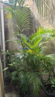 Casa de andar à venda no Bairro Novo Paraíso